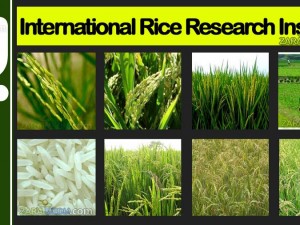Udsigt til endnu en ris-revolution til <br>at ernære verdens sultne, siger forsker ved <br>Internationalt Institut for Forskning i Ris