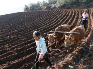 Kina lancerer stor opgradering af landbrugsjordens produktivitet