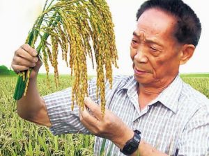Kinas nye salttolerante ris eller Saltris snart klar til kommerciel handel; <br>Kan øge fødevarer til 200 mio. mennesker