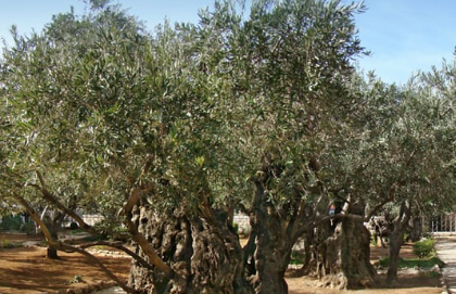 Gethsemane og Gaza